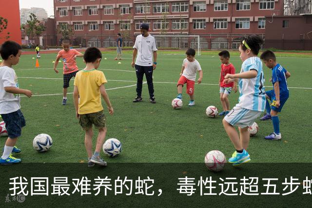 我国最难养的蛇，毒性远超五步蛇，被称“中国第一毒蛇”，至今没有解毒血清
